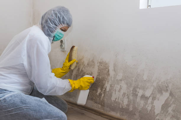 Trusted Bridgeport, TX Mold Removal Experts