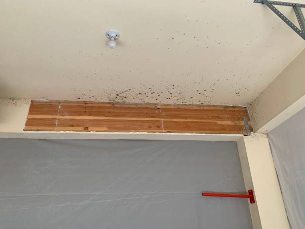 Best Attic Mold Removal  in Bridgeport, TX