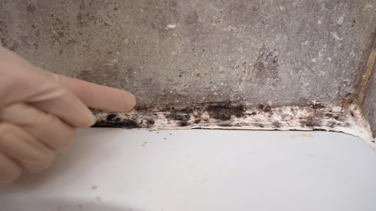 Best Emergency Mold Remediation  in Bridgeport, TX